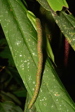 Croat 106002 pictured near Rio Taculin (Pastaza, Ecuador) Image Copyright © 2015 by David Scherberich