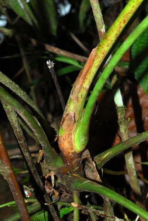 Croat 104082, pictured in Carchi, Ecuador Image Copyright © 2013 by David Scherberich