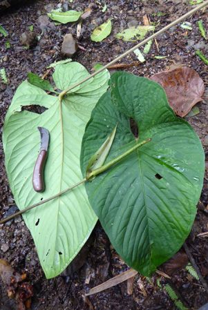 Pictured in Siquirres, Limon, Costa Rica Image Copyright © 2016 by Bruce Dunstan