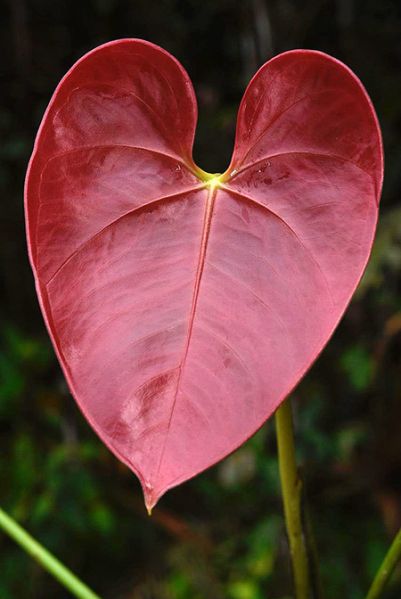 文件:AnthroseospadixFM 03.jpg