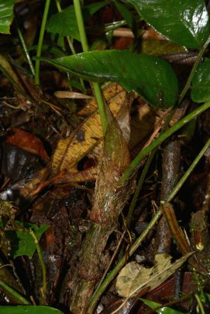 Pictured near Shell (Pastaza, Equador) Image Copyright © 2015 by David Scherberich