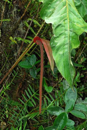 Croat 104204, pictured in Carchi, Ecuador Image Copyright © 2013 by David Scherberich