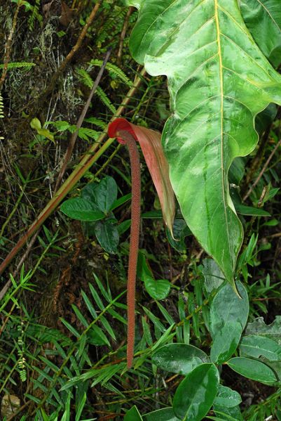 文件:AnthgiganteumCroat 01.jpg