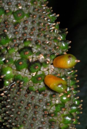 From Guadeloupe Pictured at the Jardin Botanique du Montet (Nancy, France) Image Copyright © 2013 by David Scherberich