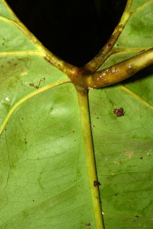 Croat 105523 pictured along Rio Piatua, Napo/Ecuador Image Copyright © 2015 by David Scherberich