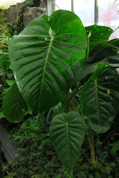 文件:Anthstandleyi130451 01.jpg