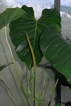 Pictured at the Botanischer Garten Wilhelma (Stuttgart, Germany) Image Copyright © 2013 by David Scherberich