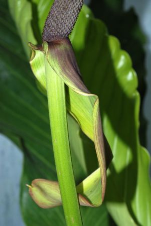 Pictured at the Jardin Botanique de Lyon (France) Image Copyright © 2011 by David Scherberich