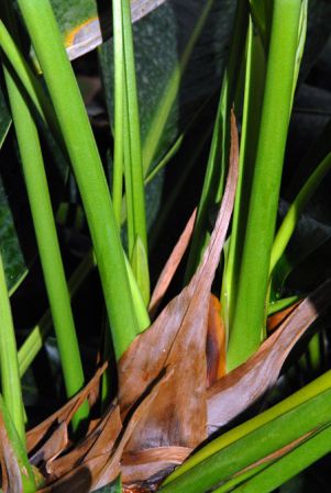 Pictured at the Jardin Botanique National de Belgique (Meise, Belgium) Image Copyright © 2010 by David Scherberich