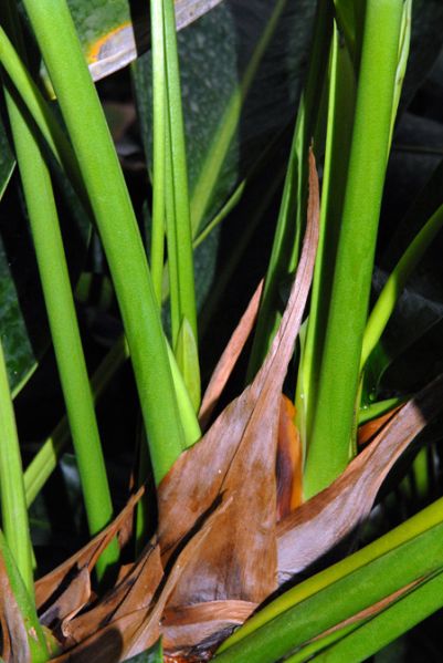 文件:Anthwilldenovii19880501BR 03.jpg