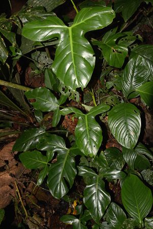 Croat 105832 pictured in Yasuni National Park (Orellana, Ecuador) Image Copyright © 2015 by David Scherberich