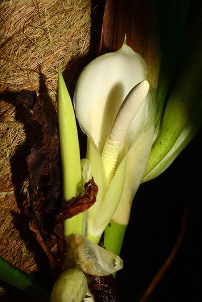 文件:Philomoonenii 04.jpg