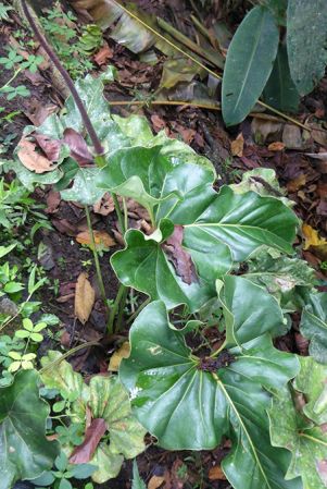 Pictured in cultivation in Volcan, Panama Image Copyright © 2016 by Bruce Dunstan
