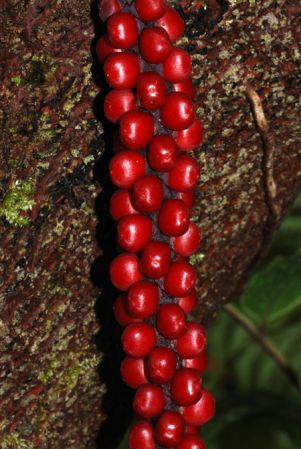 PB03-559 from French Guiana Pictured at the Jardin Botanique de Lyon (France) Image Copyright © 2013 by David Scherberich