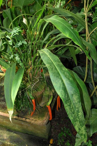 文件:Anthoxyphyllum 01.jpg