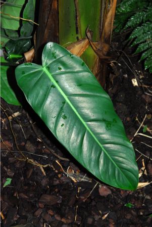 From Costa Rica, pictured in the Botanischer Garten der Philipps-Universität Marburg (Germany) Image Copyright © 2011 by David Scherberich