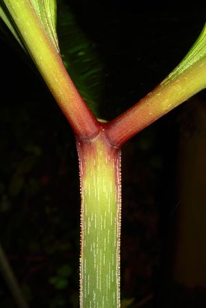 Pictured at the Jardin Botanique de Lyon (France) Image Copyright © 2020 by David Scherberich