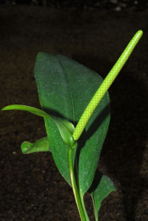 Croat 103856 from Caquetá, Colombia Pictured at the Jardin Botanique du Montet (Nancy, France) Image Copyright © 2014 by David Scherberich