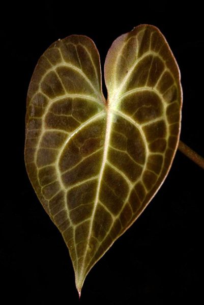 文件:AnthclarinerviumFM 09.jpg