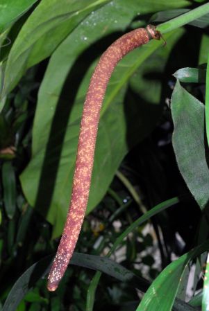 Pictured in the Botanischer Garten der Universitat Göttingen (Germany) Image Copyright © 2011 by David Scherberich