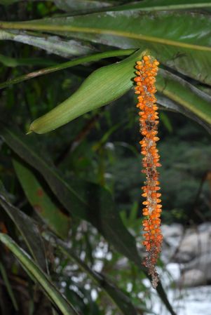Croat 104086, pictured in Carchi, Ecuador Image Copyright © 2013 by David Scherberich