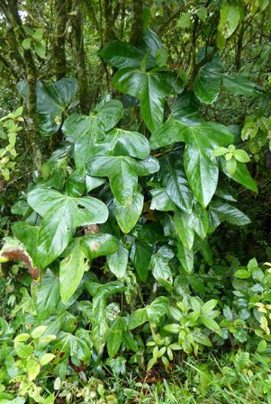 Pictured in Finca Guyacan, Costa Rica Image Copyright © 2016 by Bruce Dunstan