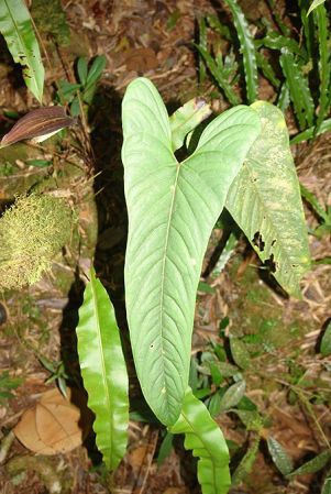 LN001, pictured in Ecuador Image Copyright © 2011 by Lars Nauheimer