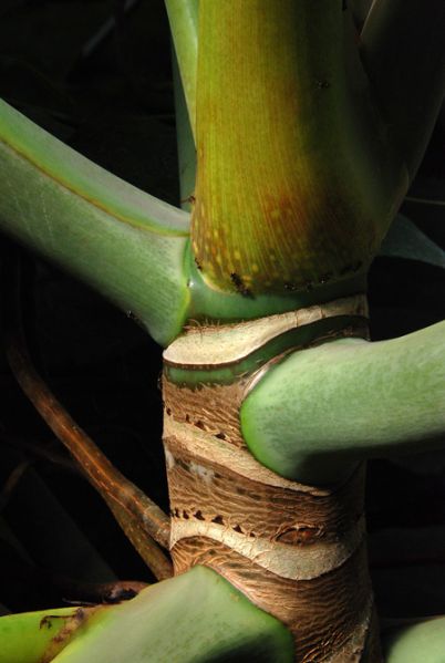 文件:Philomegalophyllum 08.jpg