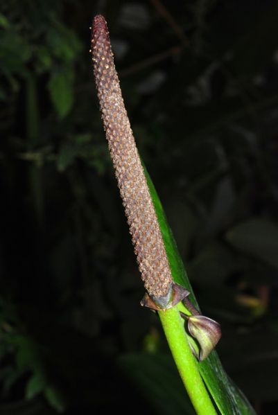 文件:Anthbinotii0 05.jpg