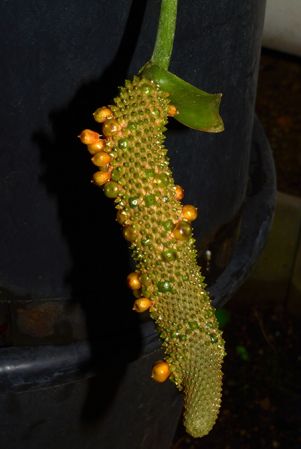 DS554 from Guadeloupe, pictured at the Jardin Botanique de Lyon (France) Image Copyright © 2019 by David Scherberich