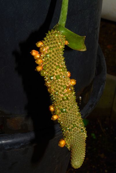 文件:AnthguildingiiDS 04.jpg