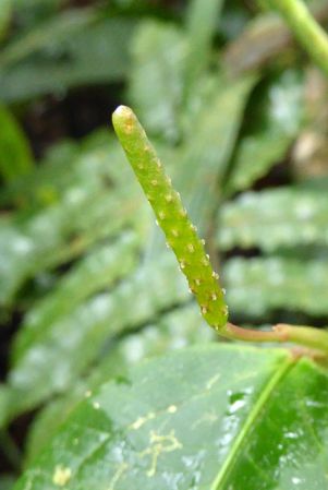 Pictured in La Planada Reserve, Narino, Colombia Image Copyright © 2018 by Bruce Dunstan