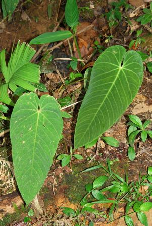 Croat 104467, pictured in Carchi, Ecuador Image Copyright © 2013 by David Scherberich