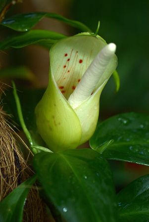 Pictured at the Jardin Botanique de Lyon (France) Image Copyright © 2018 by David Scherberich
