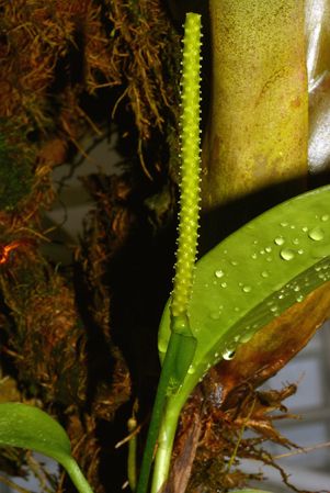 Pictured in the Botanischer Garten München (Germany) Image Copyright © 2016 by David Scherberich