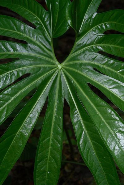 文件:AnthpedatoradiatumFM 04.jpg