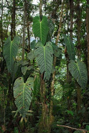 Pictured in Carchi, Ecuador Image Copyright © 2013 by David Scherberich