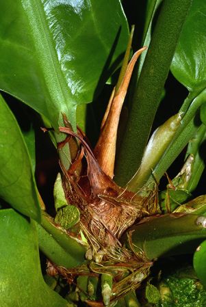 Pictured in the Botanischer Garten München (Germany) Image Copyright © 2016 by David Scherberich