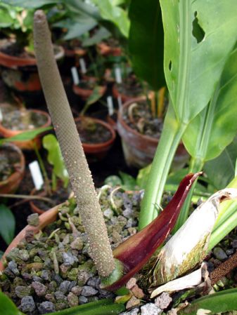 Pictured in the Botanischer Garten München (Germany) Image Copyright © 2006 by David Scherberich