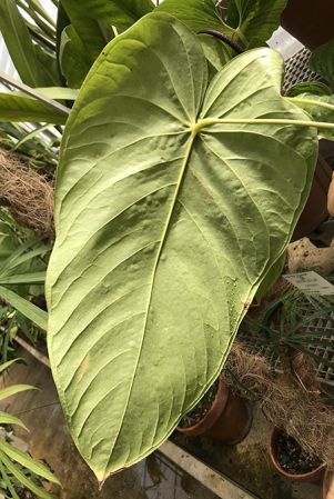 Croat 93460 from Cotopaxi, Ecuador Pictured at the Jardin Botanique du Montet (Nancy, France) Image Copyright © 2020 by David Scherberich
