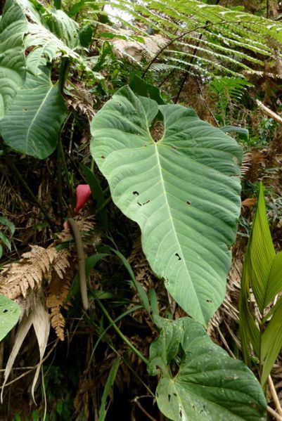 文件:AnthsanguineumBD 01.jpg