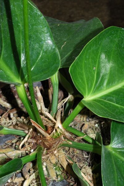 文件:Anthvenosum 02.jpg