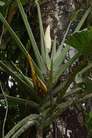 Croat 105798 pictured near Palora (Pastaza, Ecuador) Image Copyright © 2015 by David Scherberich