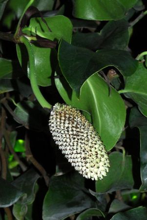 Pictured at the Fairchild Tropical Botanic Garden Image Copyright © 2012 by David Scherberich