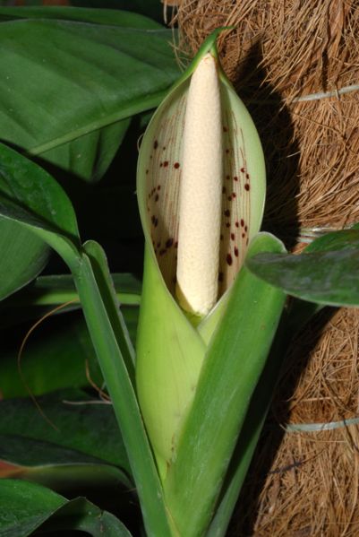 文件:PhilorudgeanumCroat 03.jpg