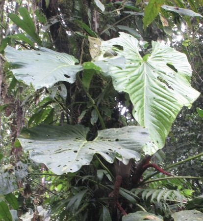 Pictured S of Bahia Solano, Choco (Colombia) Image Copyright © 2020 by Dylan Hannon