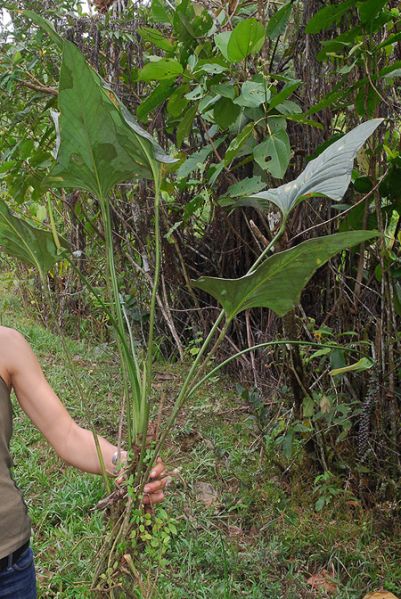 文件:AnthlanceaCroat 06.jpg