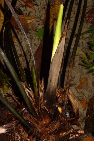 Croat 105523 pictured along Rio Piatua, Napo/Ecuador Image Copyright © 2015 by David Scherberich