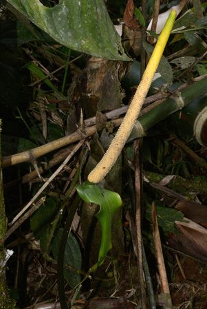 Croat 105638 pictured near Muyuna, Napo/Ecuador Image Copyright © 2015 by David Scherberich