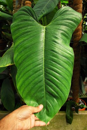 Croat 97883 from Antioquia, ColombiaPictured at the Jardin Botanique du Montet (Nancy, France) Image Copyright © 2014 by David Scherberich